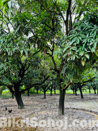 ২৩ টি আম গাছ সহ ৪৯ শতক (৩০ কাঠা প্রায়) জমি বিক্রি হবে ।